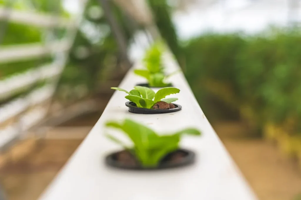 planted hydroponic garden