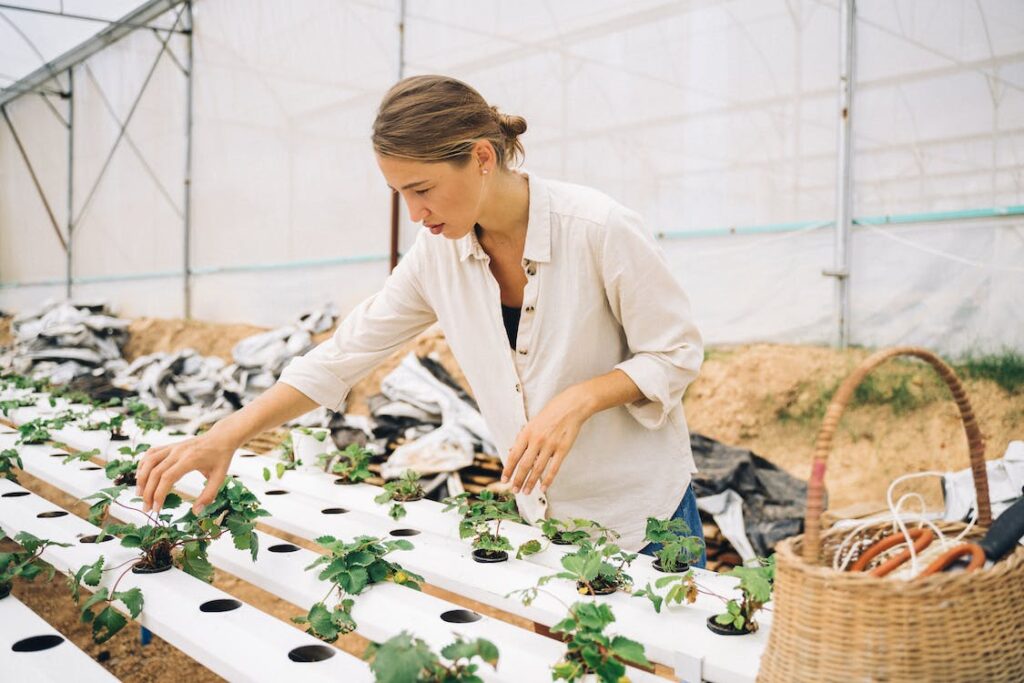 woman maintaining her DIY hydroponic garden